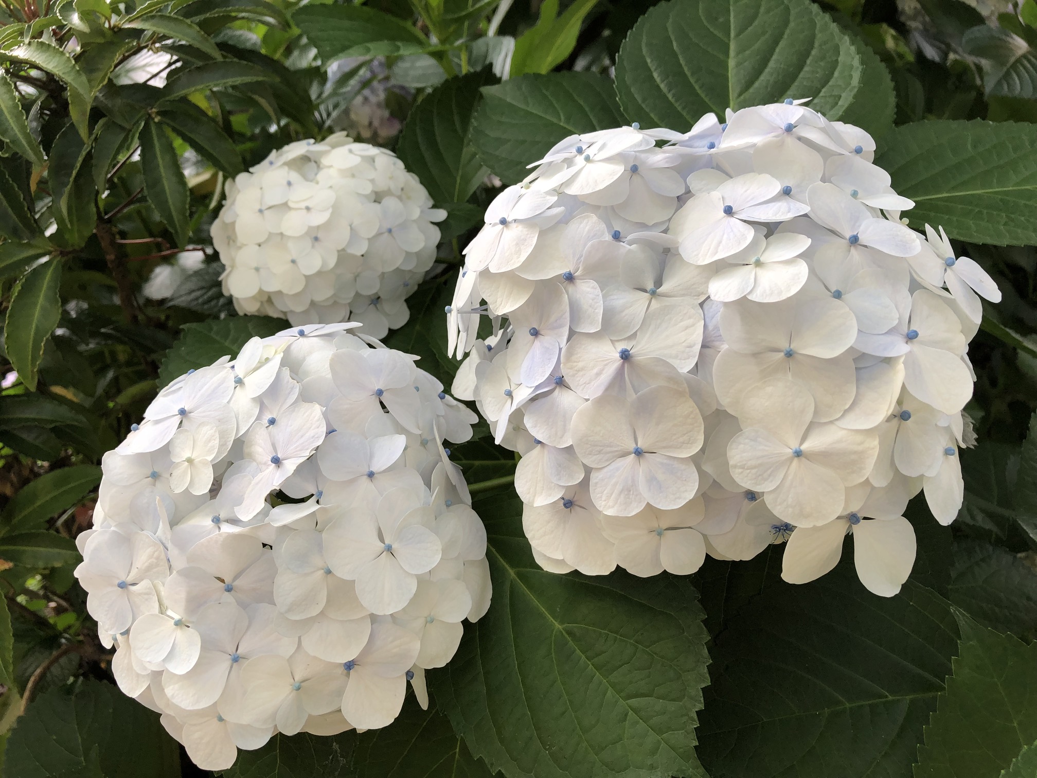 鎌倉 (Kamakura)